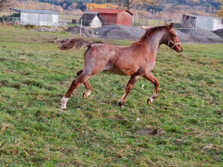 Welsh-PB Hengst 1 Jahr Roan-Red in Besednice