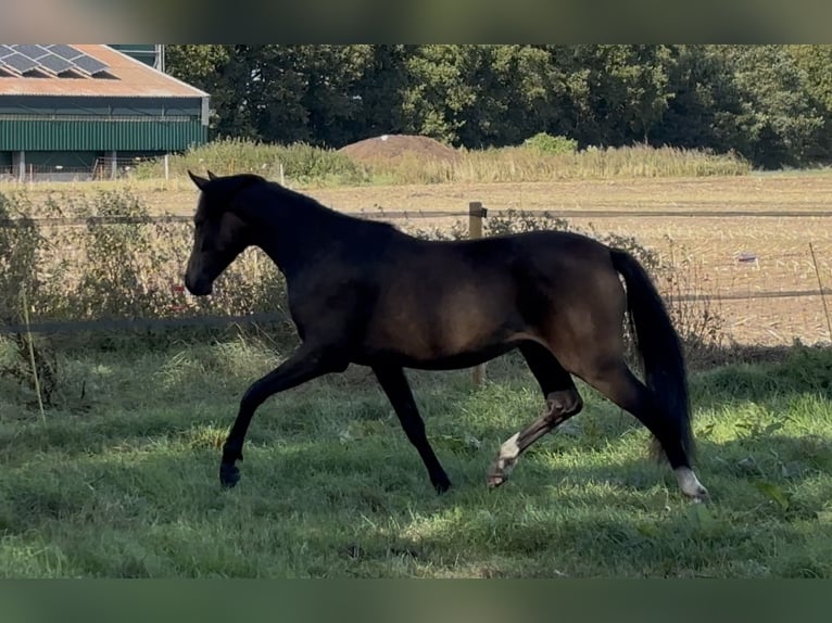 Welsh-PB Hengst 2 Jaar 140 cm Buckskin in Laar