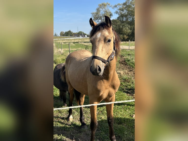 Welsh-PB Hengst 2 Jaar 145 cm Buckskin in Haslev