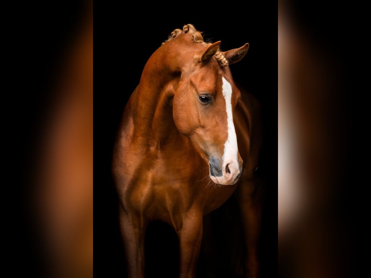 Welsh-PB Hengst 2 Jaar 148 cm Vos in Helden