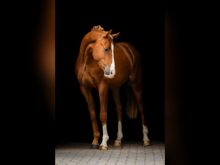 Welsh-PB Hengst 2 Jahre 148 cm Fuchs in Helden