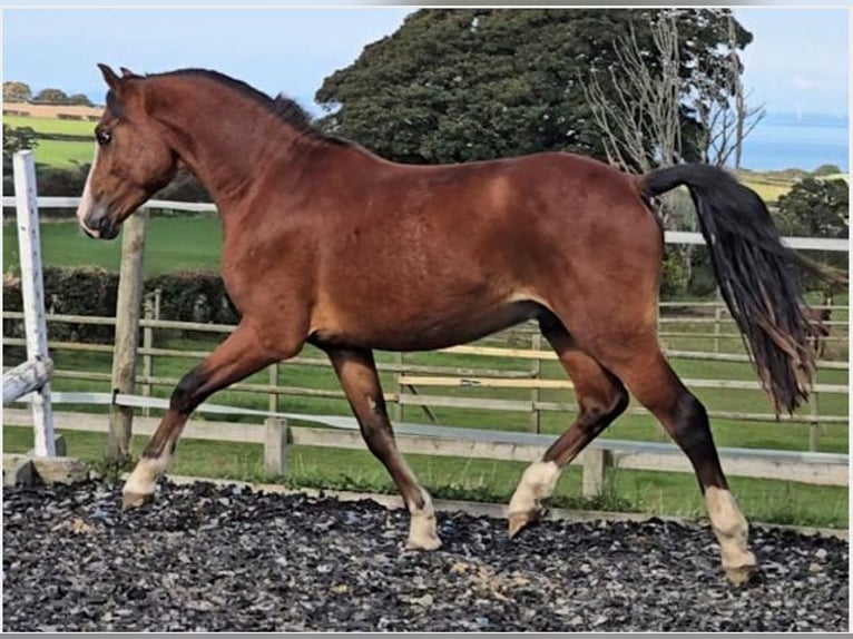 Welsh-PB Hengst 2 Jahre Rotbrauner in holywell