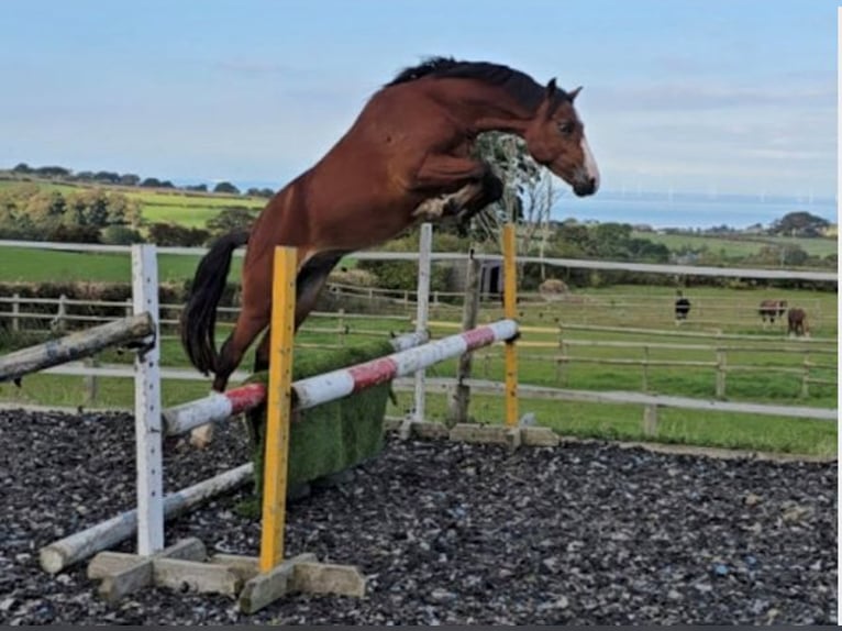 Welsh-PB Hengst 2 Jahre Rotbrauner in holywell