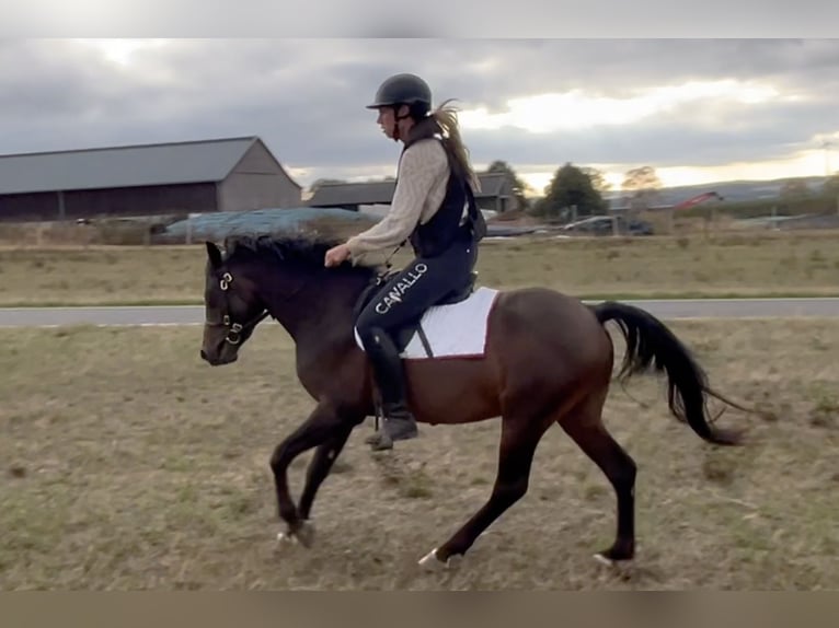Welsh-PB Hengst 3 Jahre 132 cm Dunkelbrauner in Huldange