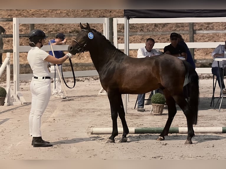 Welsh-PB Hengst 3 Jahre 132 cm Dunkelbrauner in Huldange