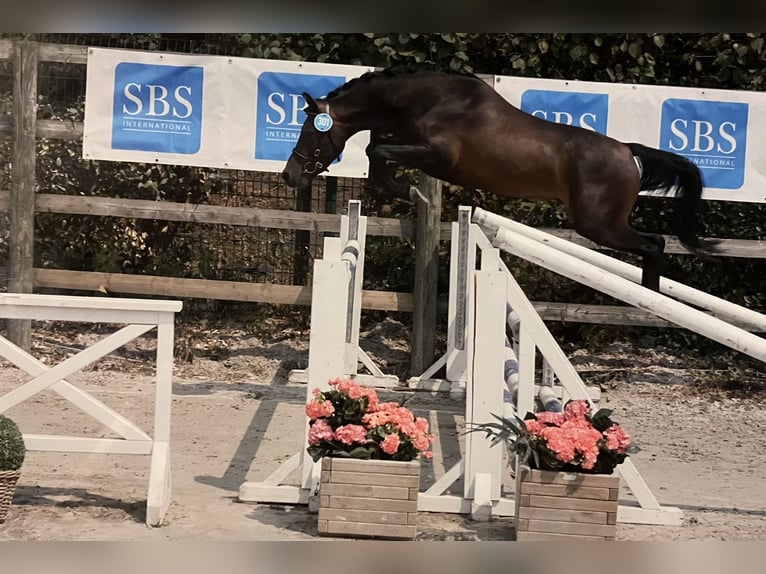 Welsh-PB Hengst 3 Jahre 132 cm Dunkelbrauner in Huldange