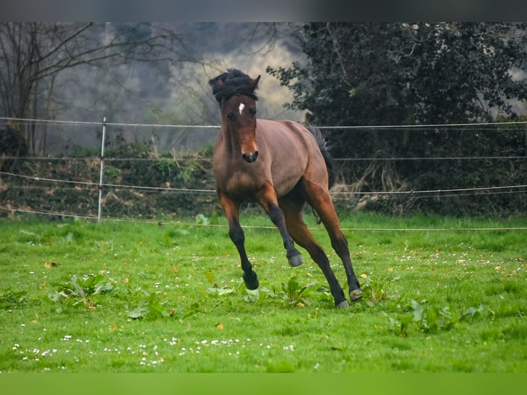 Welsh-PB Hengst 3 Jahre 134 cm Brauner in Cleguerec