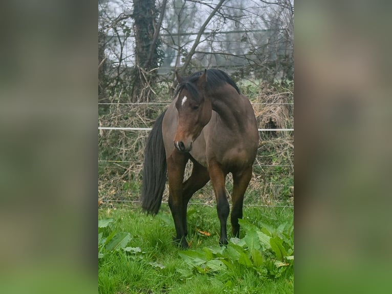 Welsh-PB Hengst 3 Jahre 134 cm Brauner in Cleguerec