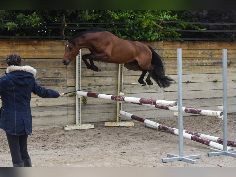 Welsh-PB Hengst 3 Jahre 134 cm Brauner in Cleguerec