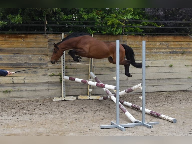 Welsh-PB Hengst 3 Jahre 134 cm Brauner in Cleguerec