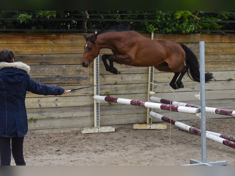 Welsh-PB Hengst 3 Jahre 134 cm Brauner in Cleguerec