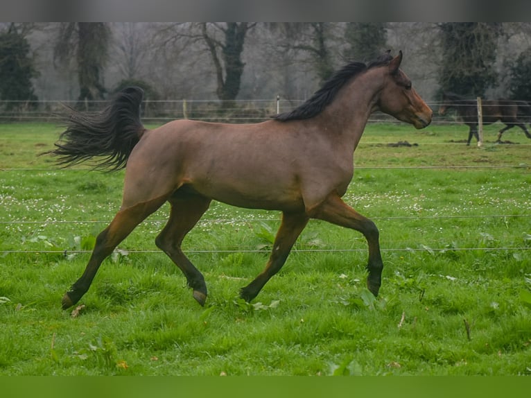 Welsh-PB Hengst 3 Jahre 134 cm Brauner in Cleguerec