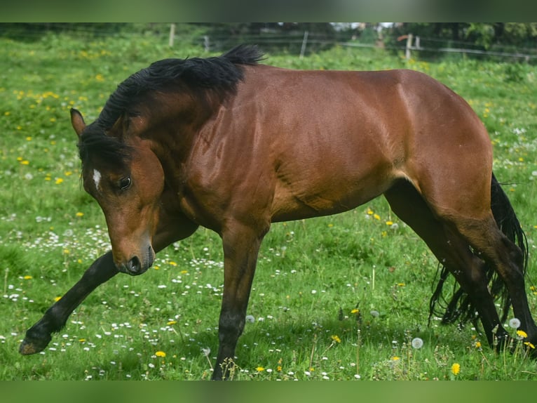 Welsh-PB Hengst 3 Jahre 134 cm Brauner in Cleguerec