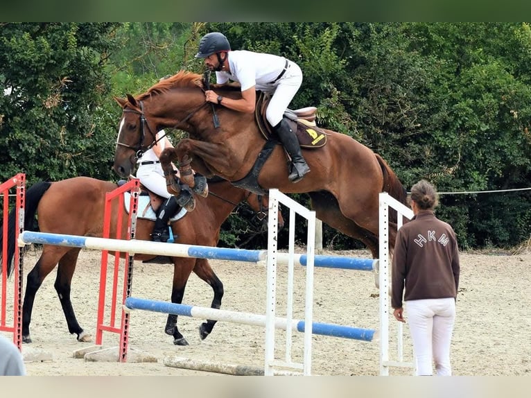 Welsh-PB Hengst 3 Jahre 139 cm Brauner in CAPTIEUX