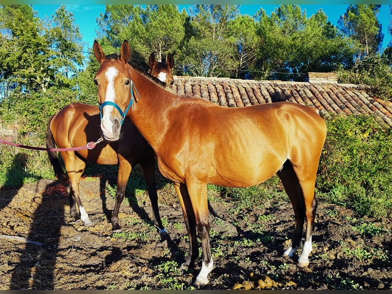 Welsh-PB Hengst 3 Jahre 139 cm Brauner in CAPTIEUX