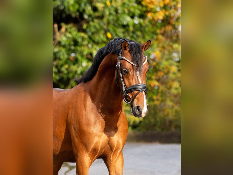 Welsh-PB Hengst 4 Jahre 146 cm Brauner in Ouderkerk aan de Amstel