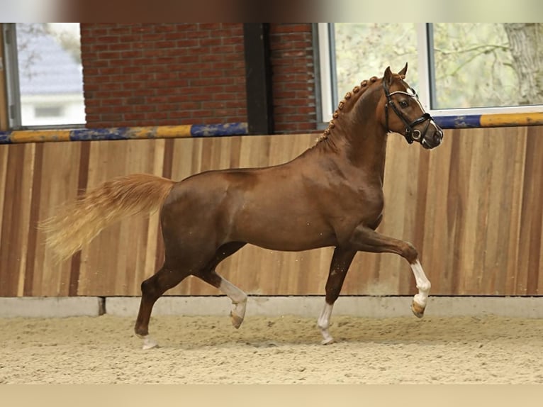 Welsh-PB Hengst 4 Jahre 150 cm Fuchs in Tata