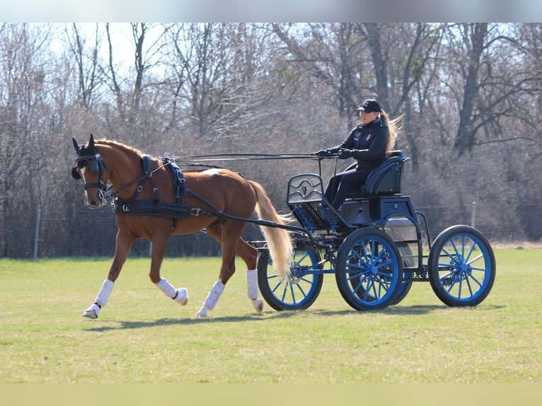Welsh-PB Hengst 4 Jahre 150 cm Fuchs in Tata