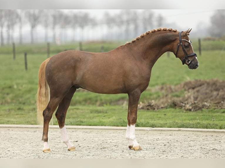 Welsh-PB Hengst 4 Jahre 150 cm Fuchs in Tata