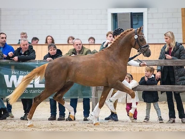 Welsh-PB Hengst 4 Jahre 150 cm Fuchs in Tata