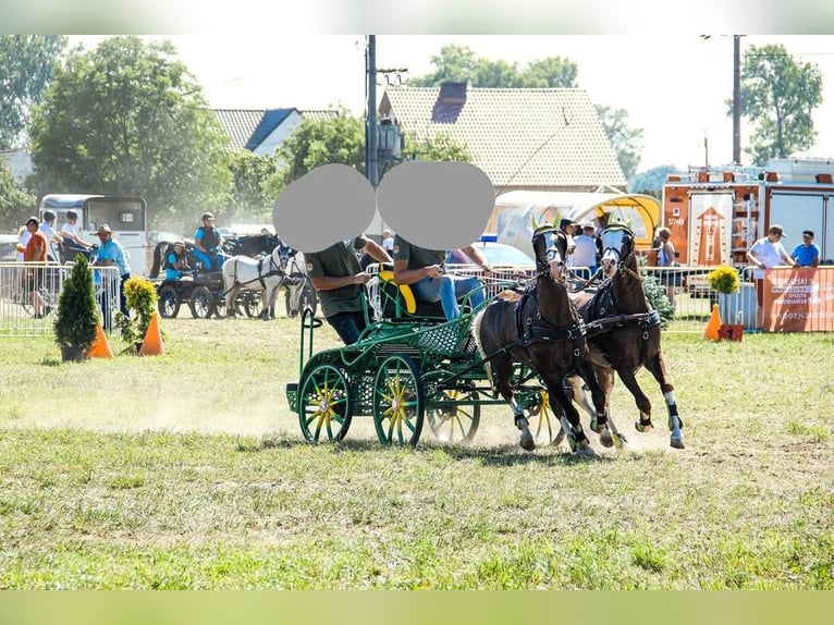 Welsh-PB Hengst 5 Jaar 135 cm in Niemarzyn