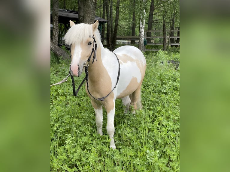 Welsh-PB Mix Hengst 7 Jahre 114 cm Schecke in Novohuivynske, Zhytomyr Oblast