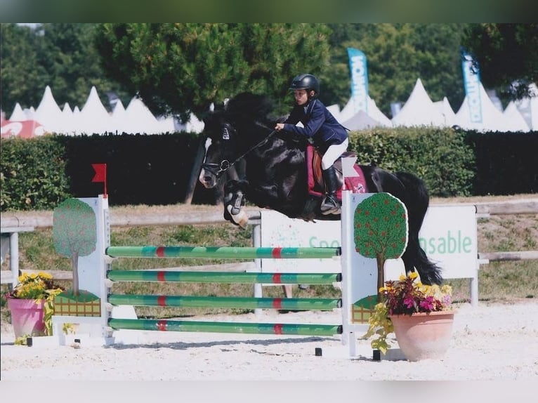 Welsh-PB Hengst  145 cm Hellbrauner in Montreuil-Bonnin