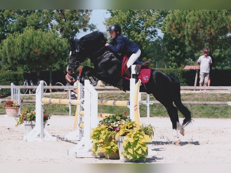 Welsh-PB Hengst  145 cm Hellbrauner in Montreuil-Bonnin
