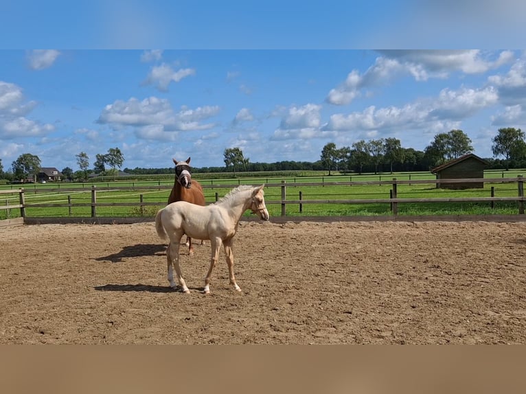 Welsh-PB Mix Hengst Fohlen (06/2025) 153 cm Palomino in Halle