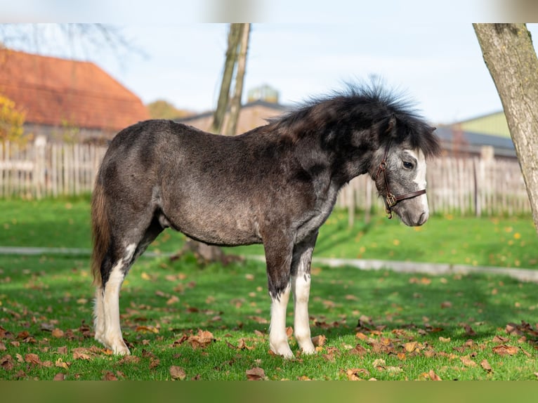 Welsh-PB Hengst Fohlen (04/2025) Schimmel in GROTE-BROGEL