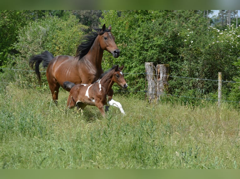 Welsh-PB Hengst  Tobiano-alle-Farben in Marsannay-le-Bois