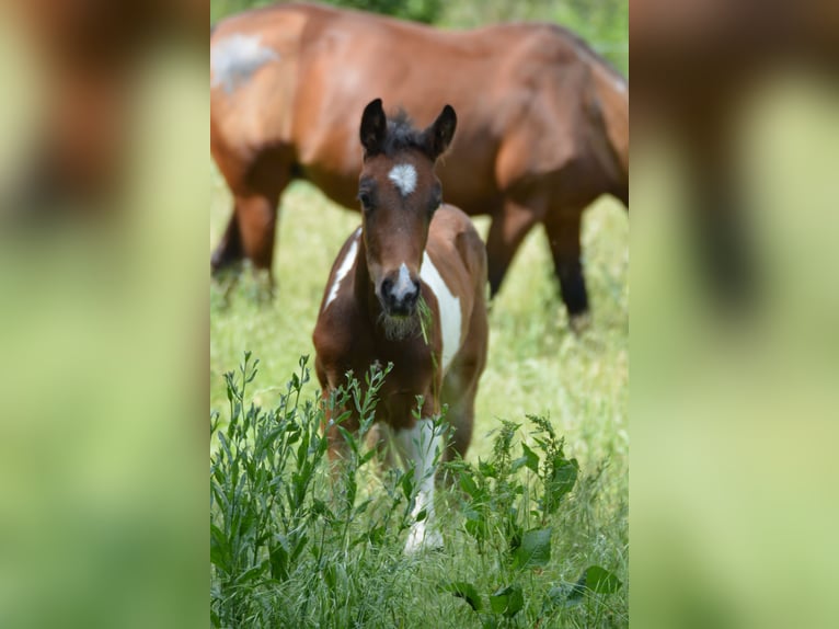 Welsh-PB Hengst  Tobiano-alle-Farben in Marsannay-le-Bois