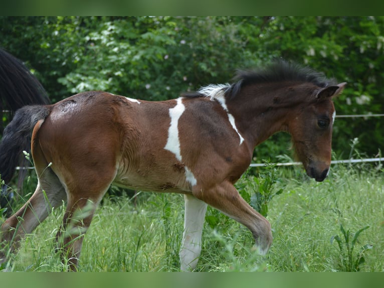 Welsh-PB Hengst  Tobiano-alle-Farben in Marsannay-le-Bois