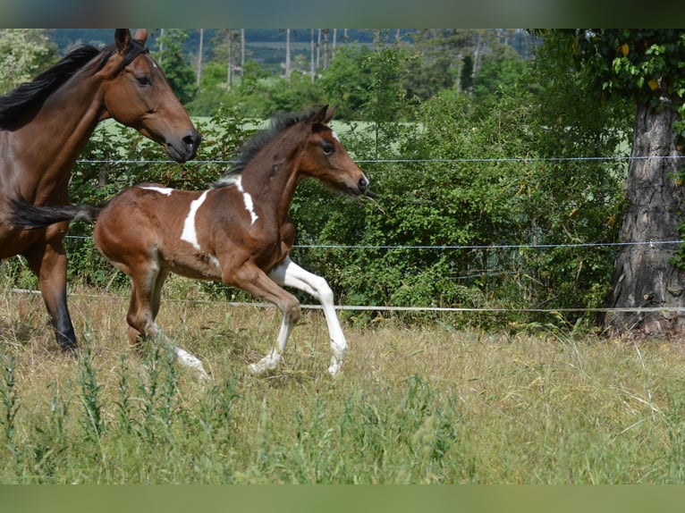 Welsh-PB Hengst  Tobiano-alle-Farben in Marsannay-le-Bois