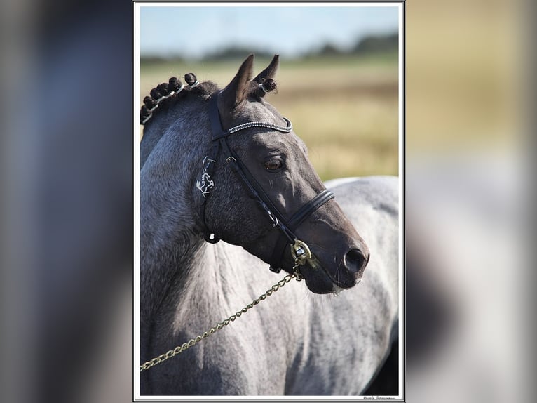 Welsh-PB Hengst Rappe in Gudendorf