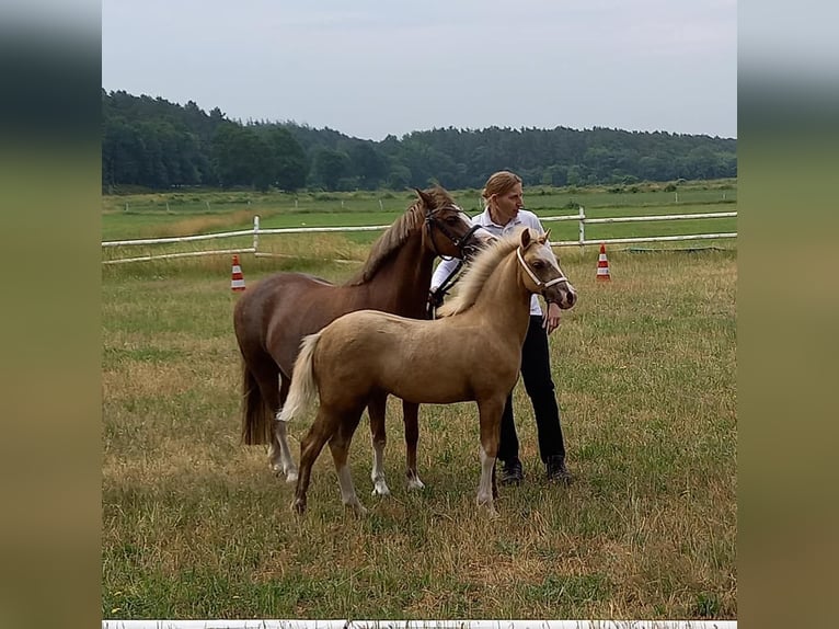 Welsh-PB Hengst Rappe in Gudendorf