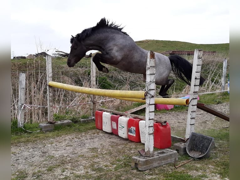 Welsh-PB Hengst Rappe in Gudendorf