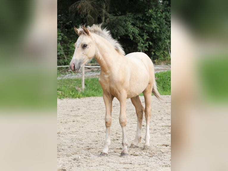 Welsh-PB Hengst Veulen (05/2025) Falbe in Pisek