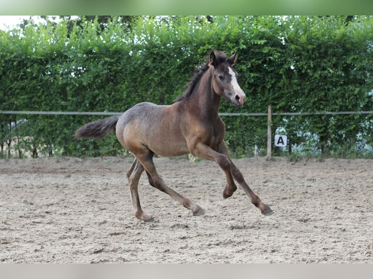 Welsh-PB Hengst Veulen (05/2025) Falbe in Pisek