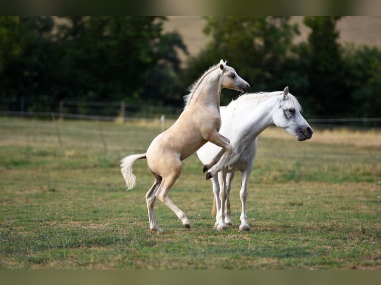Welsh-PB Hengst Veulen (05/2026) Palomino in Gurbrü
