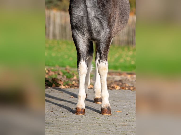 Welsh-PB Hengst Veulen (04/2025) Schimmel in GROTE-BROGEL