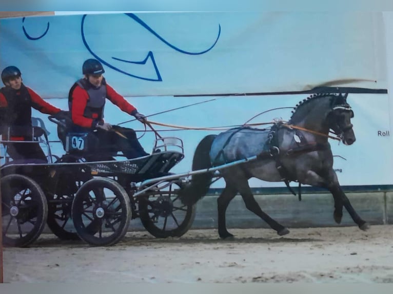 Welsh-PB Hengst Zwart in Gudendorf