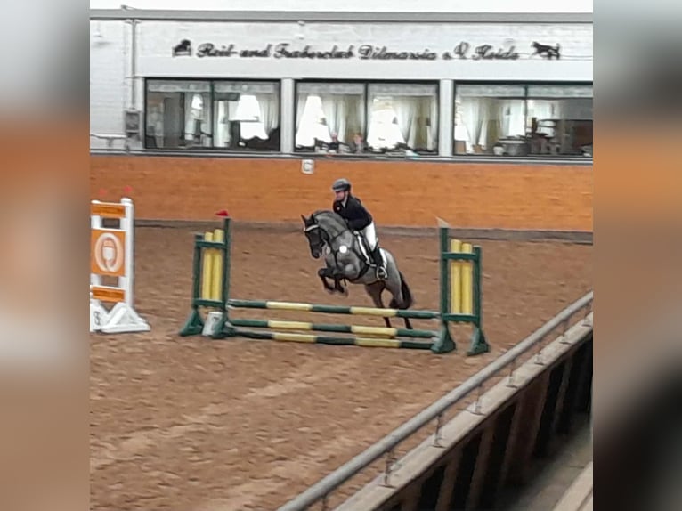 Welsh-PB Hengst Zwart in Gudendorf