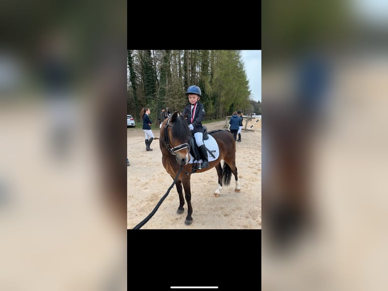 Welsh-PB Hongre 11 Ans 128 cm Bai in Wendling