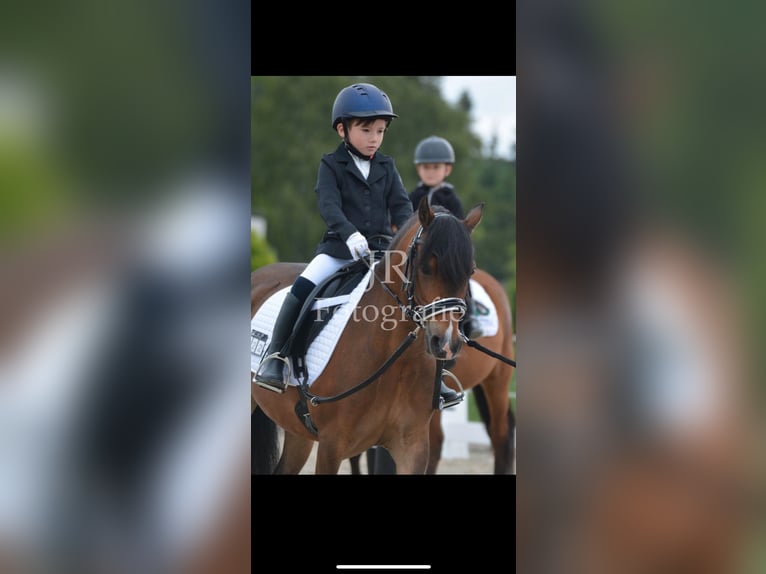 Welsh-PB Hongre 11 Ans 128 cm Bai in Wendling