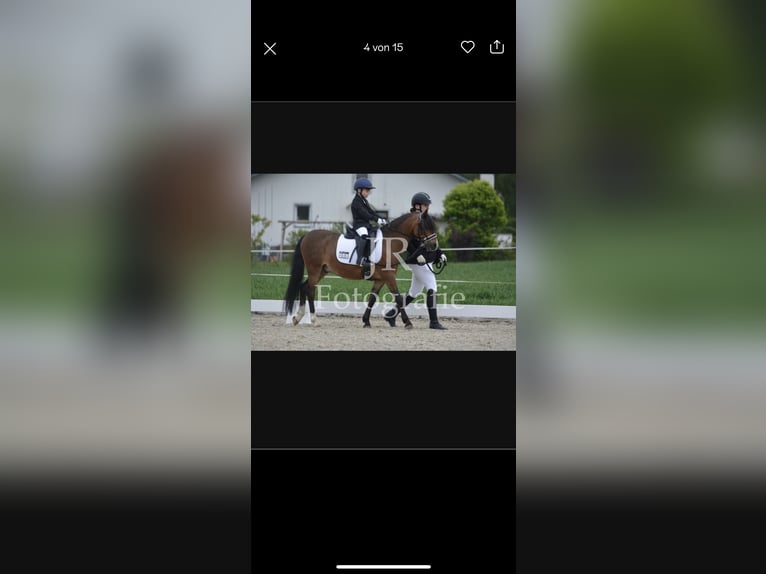 Welsh-PB Hongre 11 Ans 128 cm Bai in Wendling