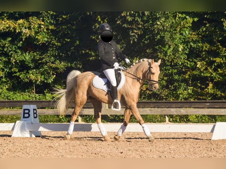 Welsh-PB Hongre 12 Ans 131 cm Palomino in gentofte