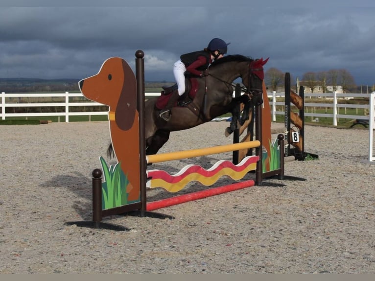 Welsh-PB Hongre 13 Ans 137 cm Noir in Morpeth