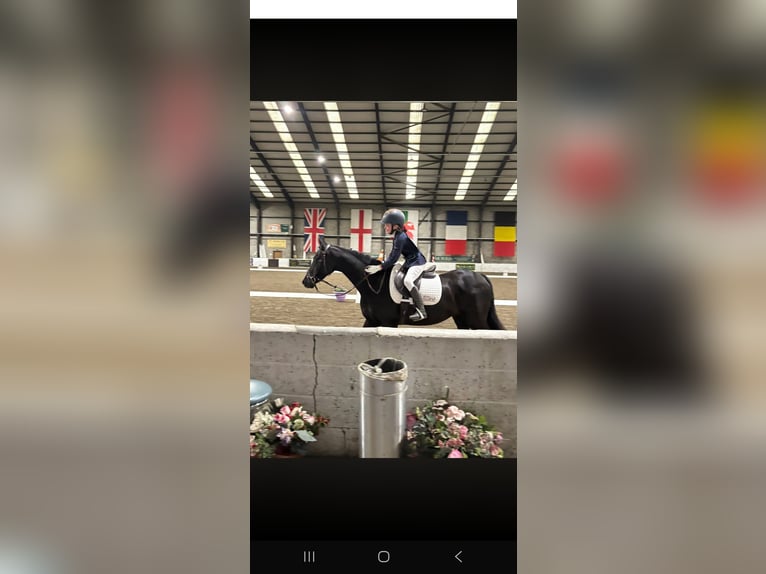 Welsh-PB Hongre 13 Ans 137 cm Noir in Morpeth