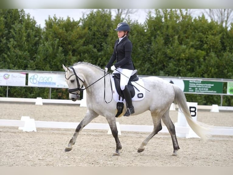 Welsh-PB Hongre 14 Ans 153 cm Gris in Ingen